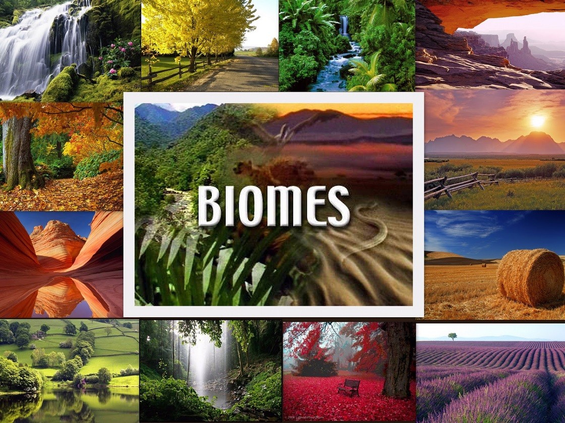 Biomes | The A Level Biologist - Your Hub - Biome Secret Superfood Weight Loss Shake Reviews