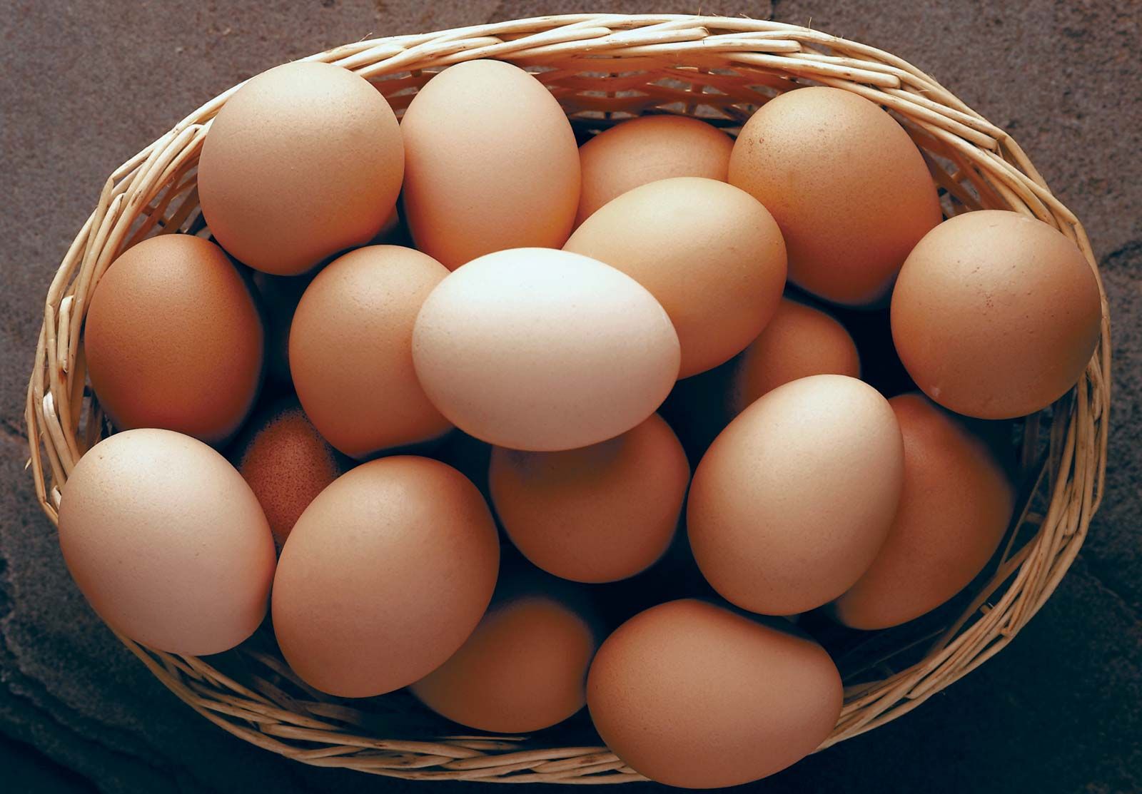 Egg Incubator User Manual Pdf Free Download
