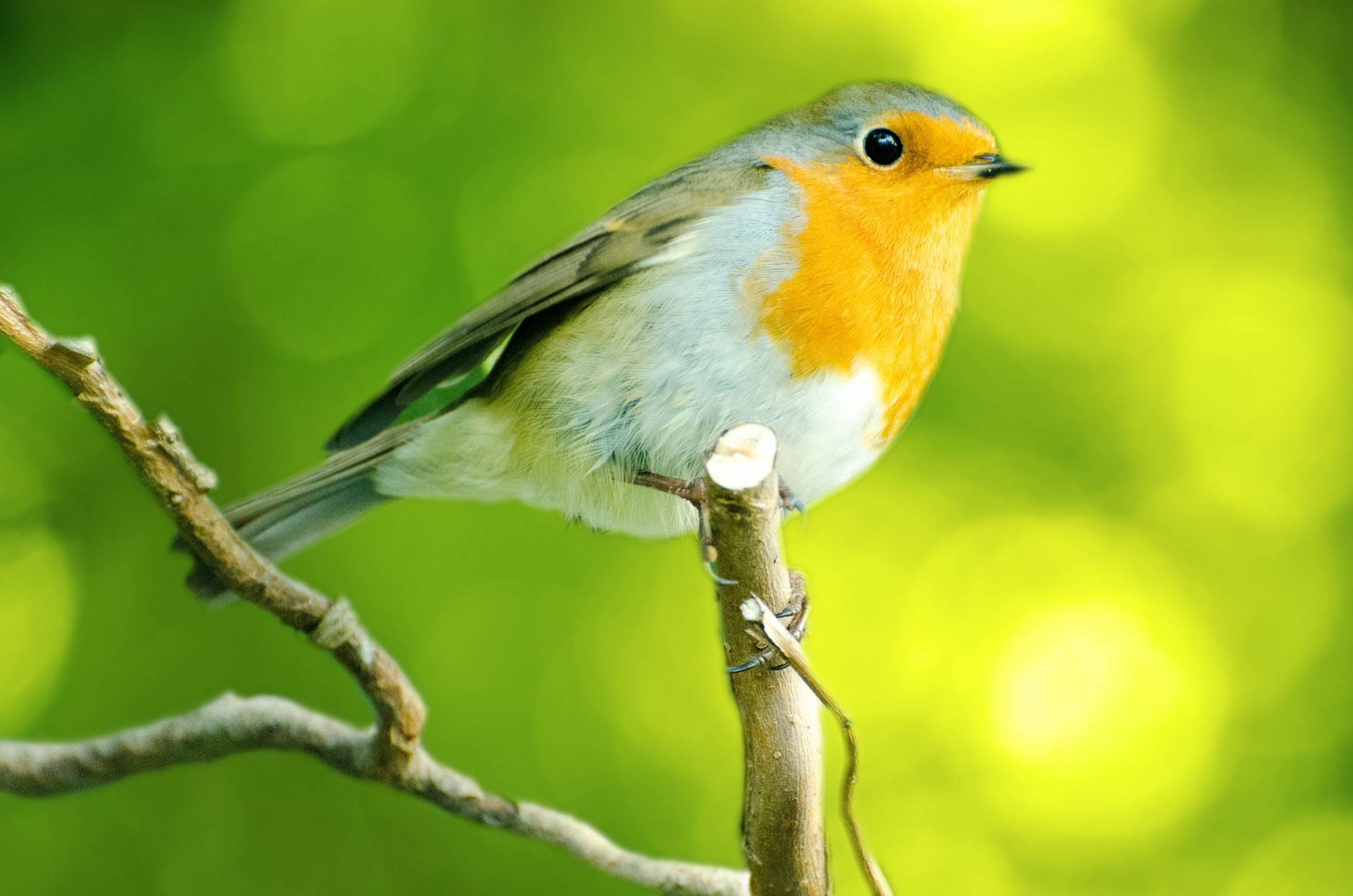 Bird That Looks Like A Chickadee