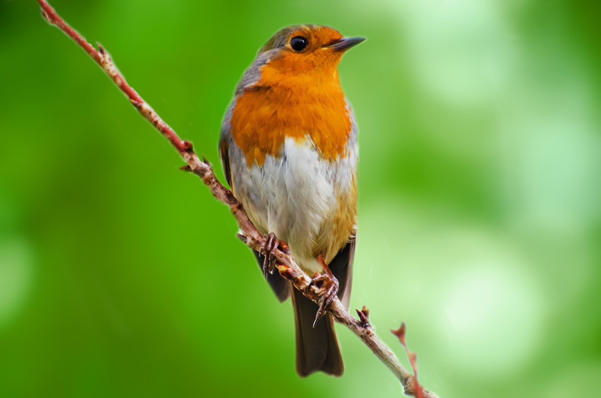 Bird Free Stock Photo - Public Domain Pictures - Bird House With Camera And App