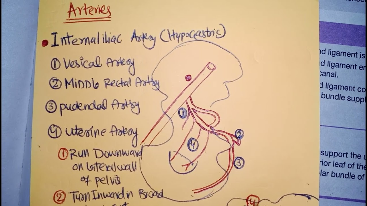 BLOOD SUPPLY OF PELVIC organs Gyneacology chap1 - YouTube - Increase Blood Flow To Pelvic Region Female