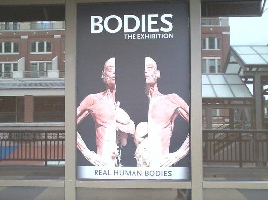 Bodies... the Exhibition Atlanta at the Premier Exhibition Center, 265 - Why Did The Bodies Exhibit In Atlanta Close Today