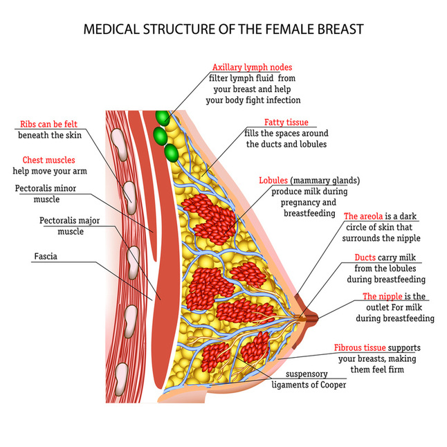 Breast Tissue Anatomy & Physiology 101 - JACKIE BELL NATURAL HEALTH - Breast Cancer Awareness Images Free Download