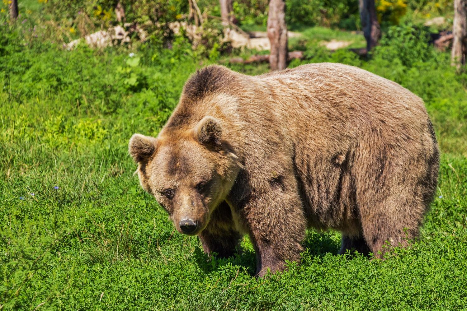 Brown bears found to leave scent signals by twisting feet into the ground - By Heart Vs Kendamil Vs Bobbie