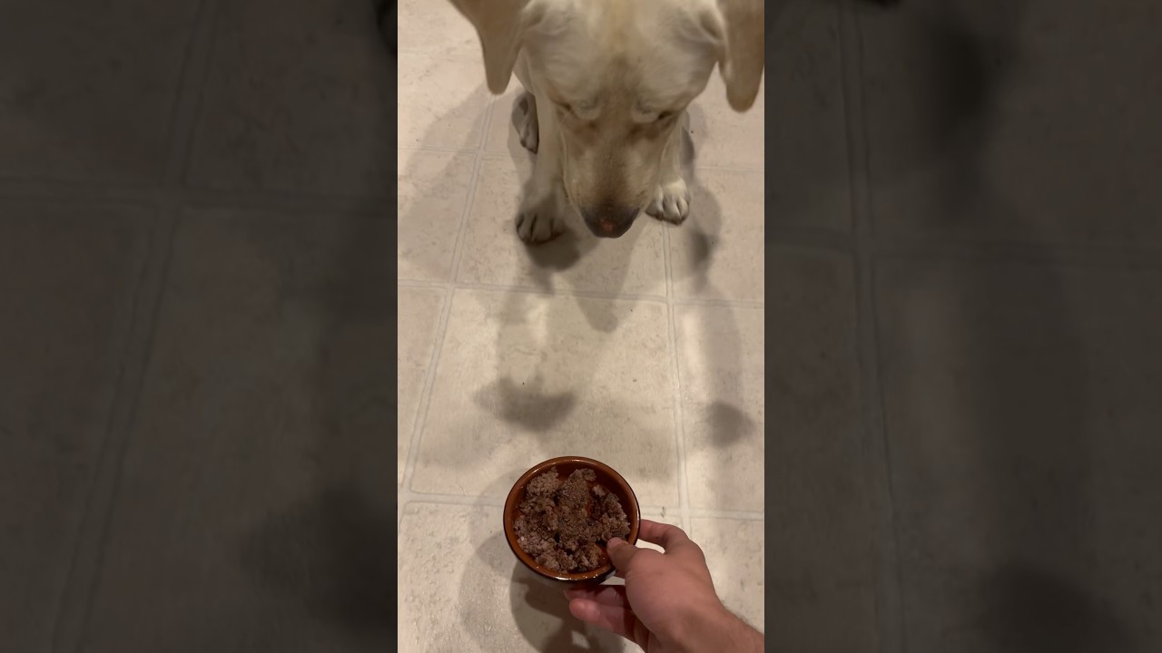 Bulking my dog #dogs - YouTube - How To Bulk Up Your Dog Naturally