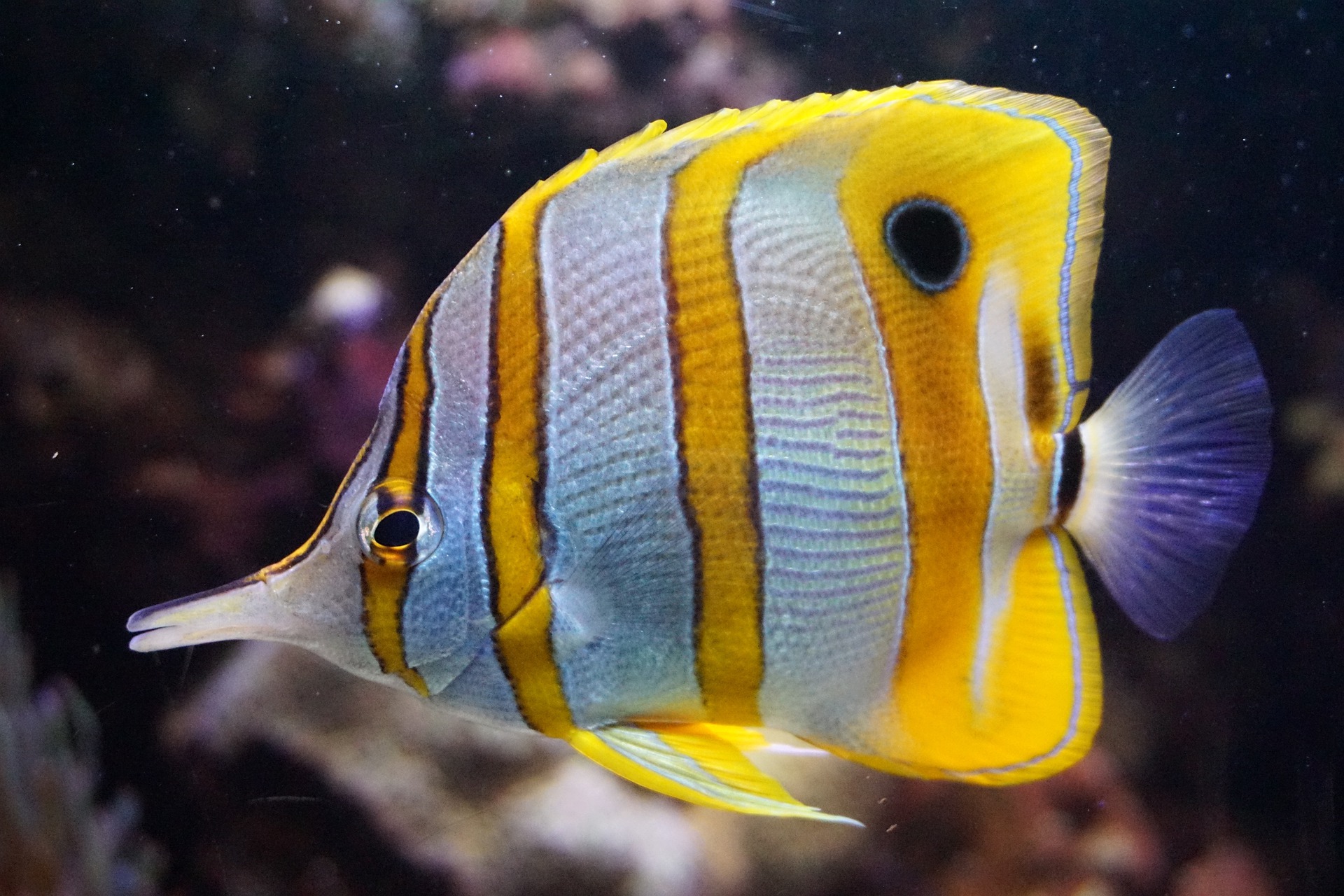 Butterfly Fish: Species Info, Habitat & Care Guide - CoralRealm - Fish And Sarhangian Oral And Maxillofacial Surgery