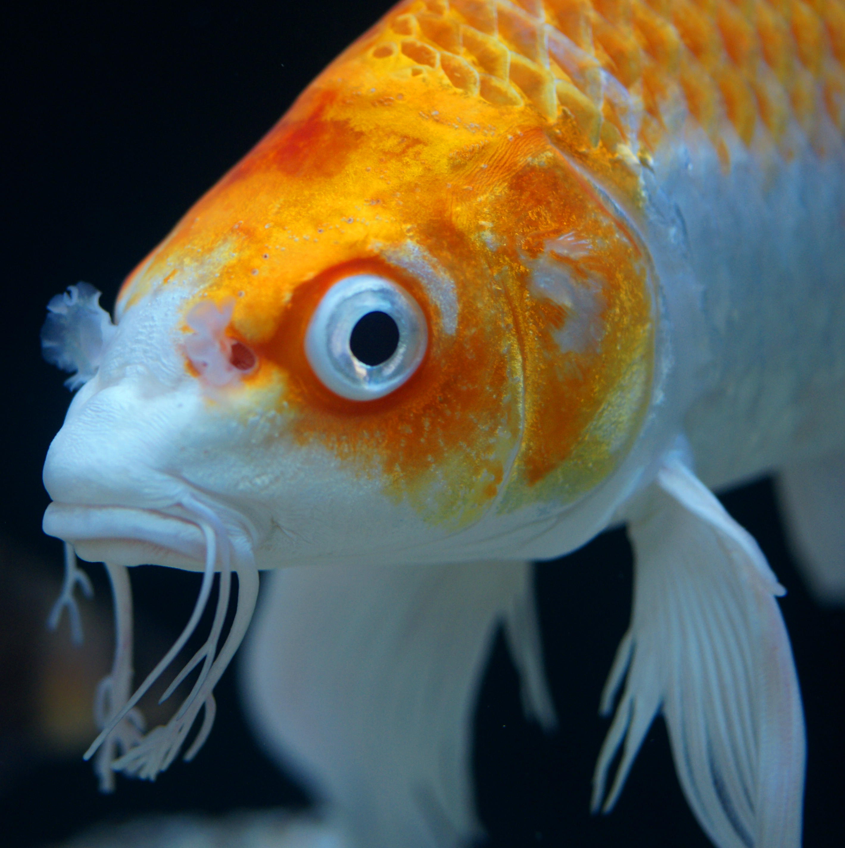 Does Koi Balance Bar Get You High