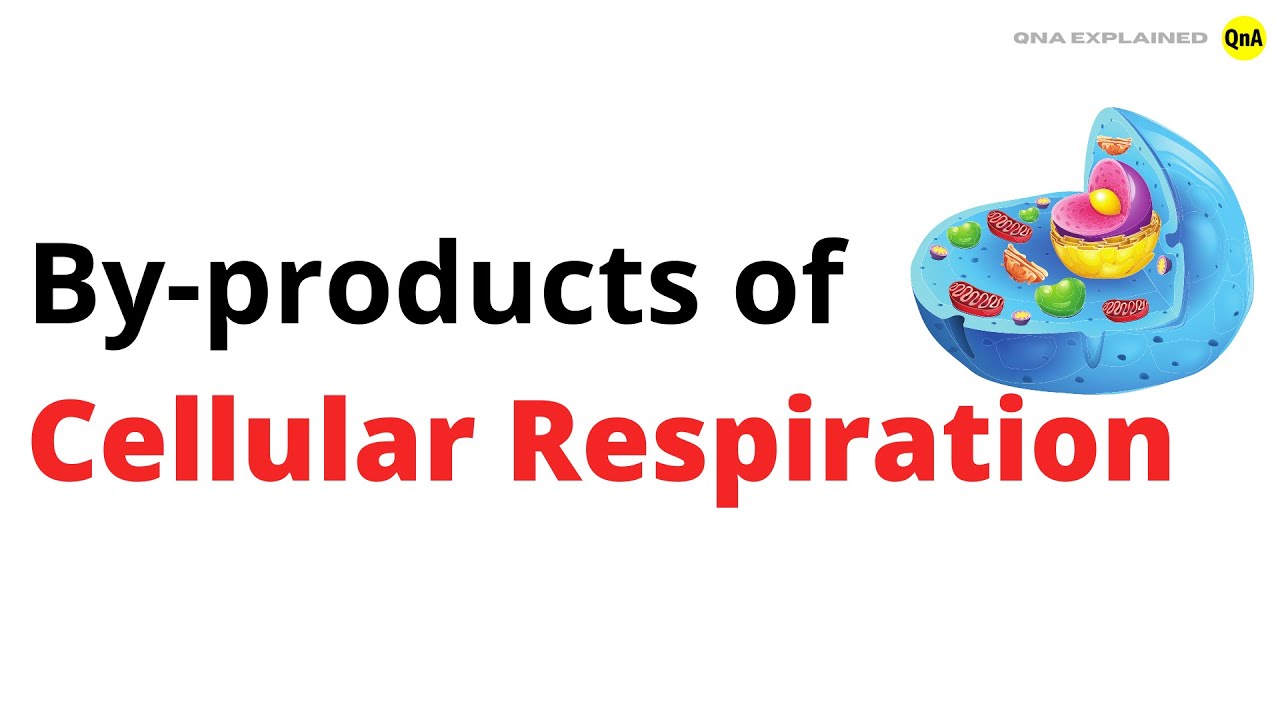 What Is Not A Product Of Cellular Respiration