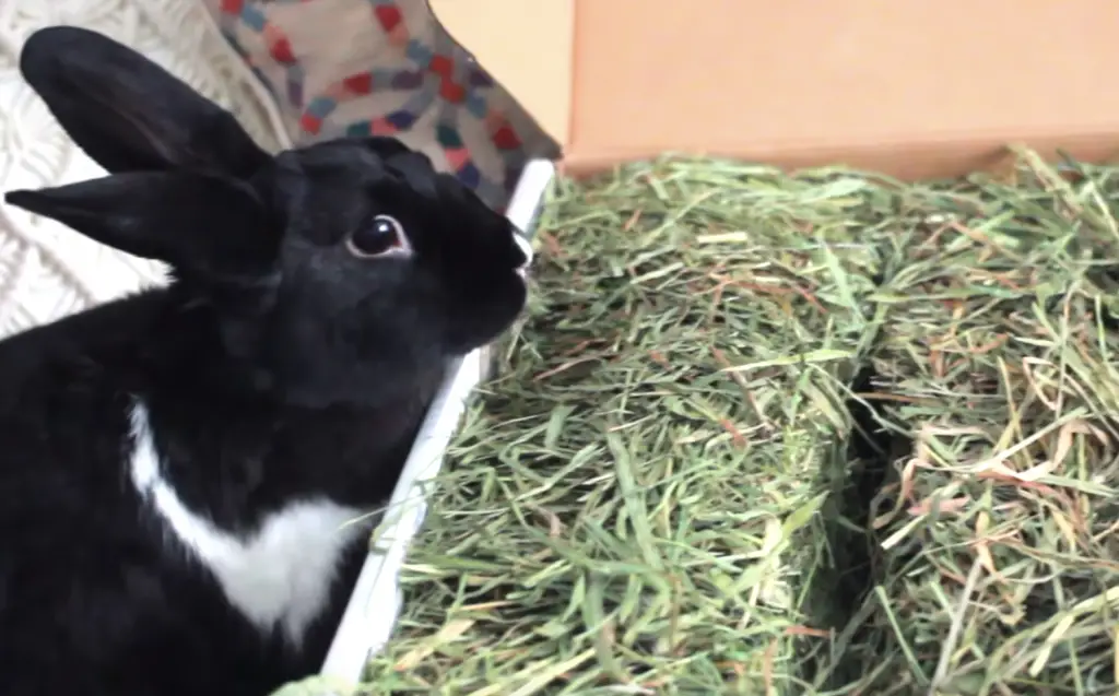 Can a rabbit eat Timothy hay? - Is Timothy Hay Good For Rabbits