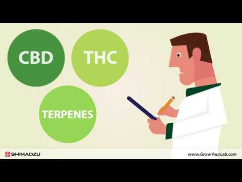 Do Terpenes Show Up On Drug Test
