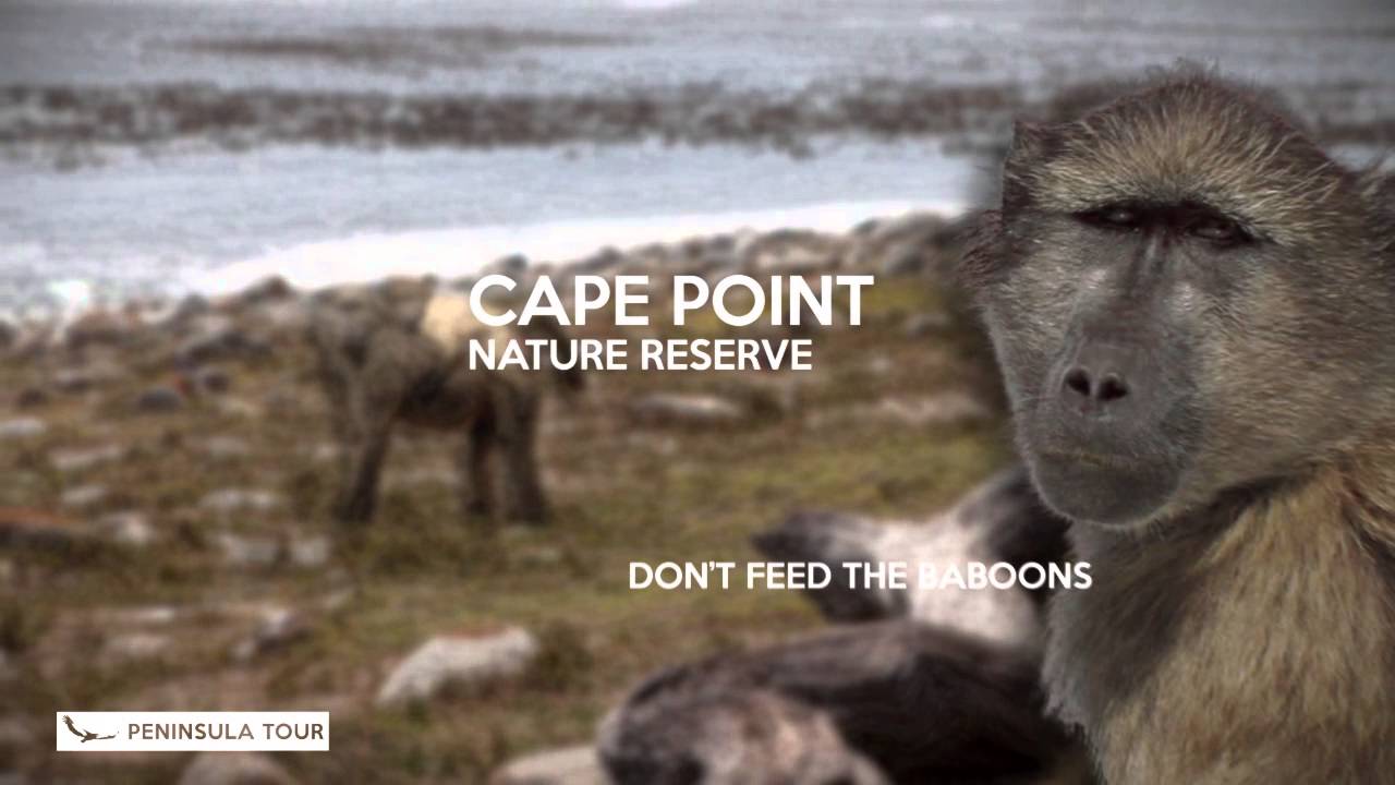 African Eagle Day Tours Cape Town South Africa
