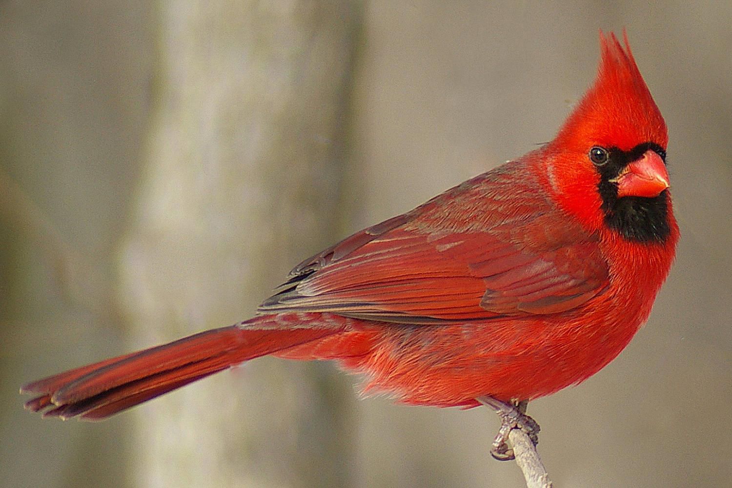 Cardinal Cardinal bird birds usa lovely - Cardinal Management Group Inc Woodbridge Va