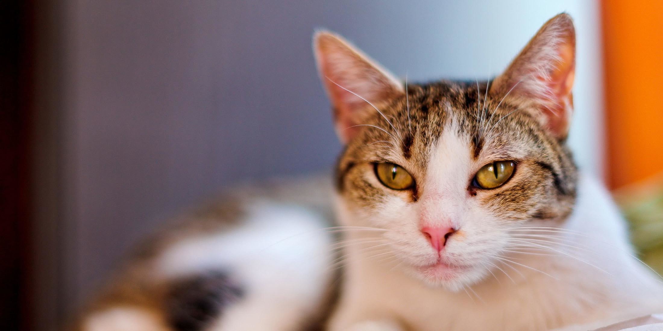 Cattery Auckland, North Shore, Hobsonville Point, Kumeu - Cat Keeps Going To The Litter Box