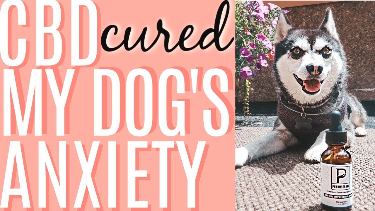 Cbd Dose For Dogs With Anxiety