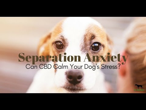 CBD For Dogs with Anxiety - Treatment For Anxious Dogs - YouTube - Cbd Dose For Dogs With Anxiety