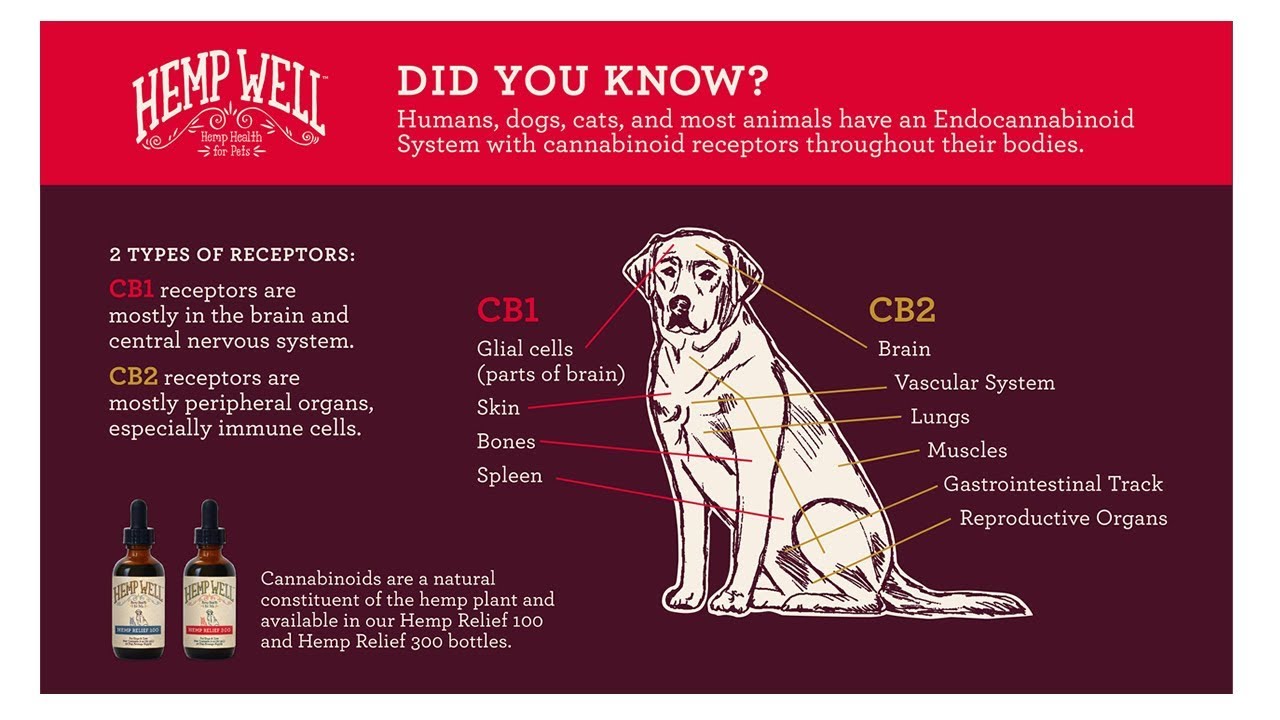 CBD treats for dogs anxiety - YouTube - Cbd Dose For Dogs With Anxiety