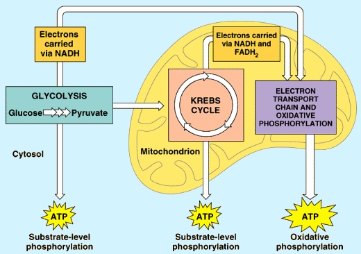 Cellular Respiration - CELLS - What Is Not A Product Of Cellular Respiration