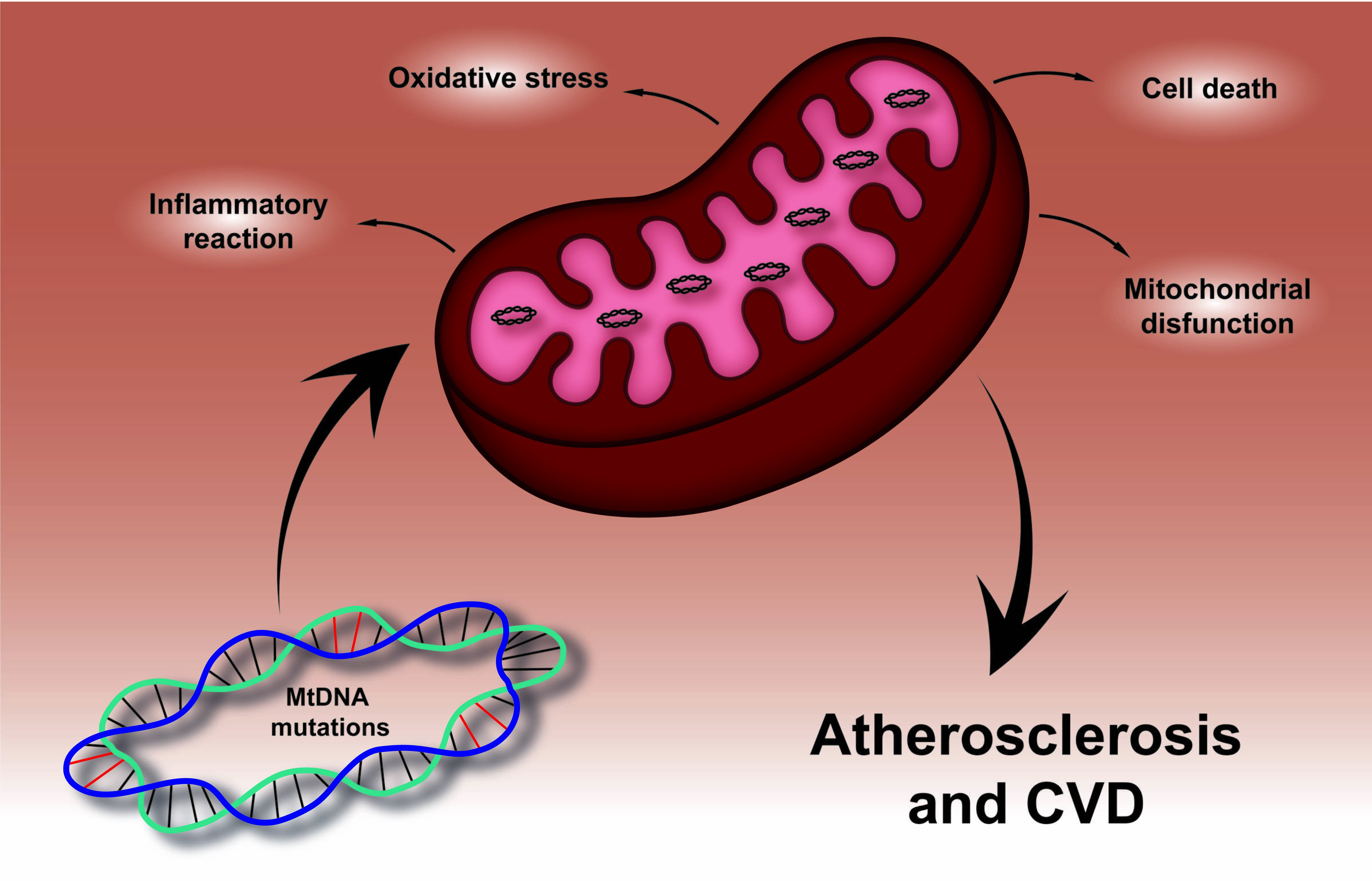 Challenges of mitochondrial DNA editing in mammalian cells: focus on - High Blood Levels Of Mitochonrial Dna And Autoimmune Disease