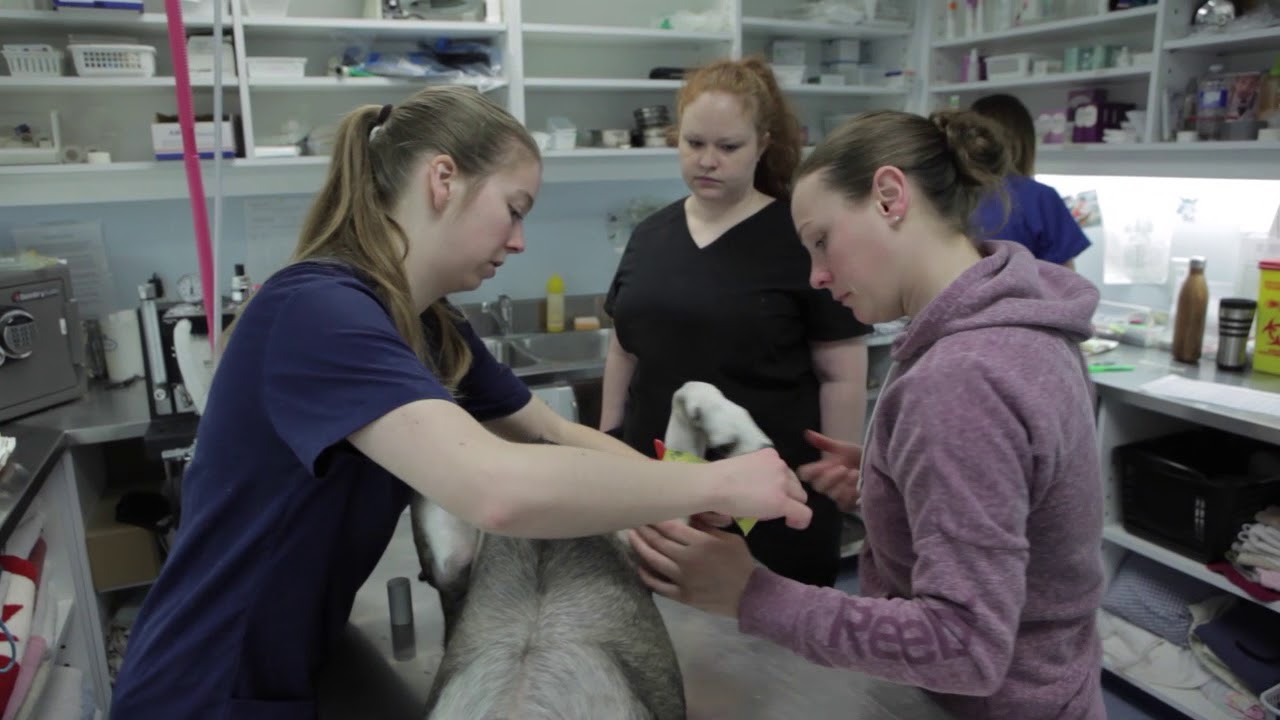 Services Offered By Ontario Spay And Neuter