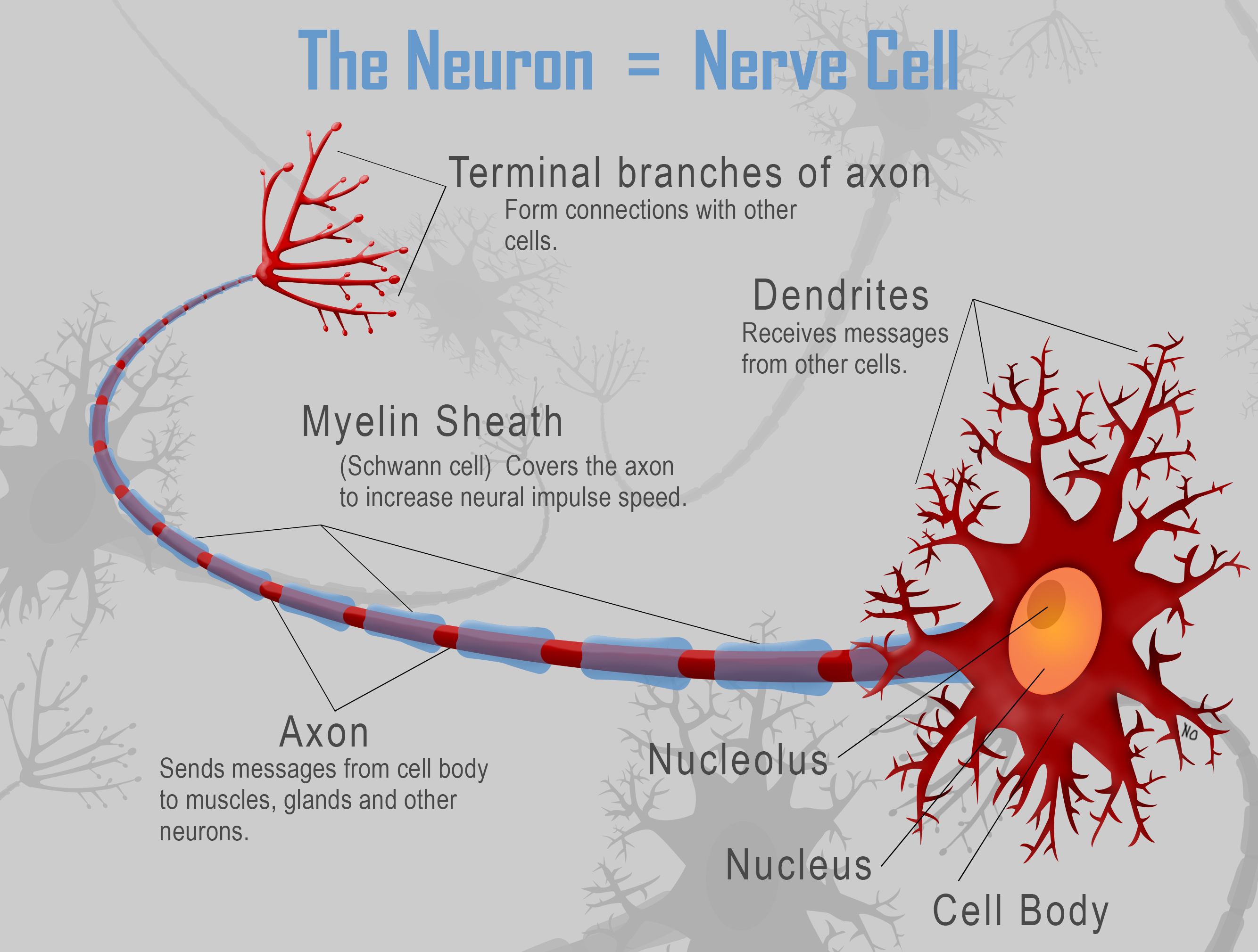 Chapter 3: Nerve Cell Physiology – Drugs and Behavior - Nerve Control 911 Para Que Sirve