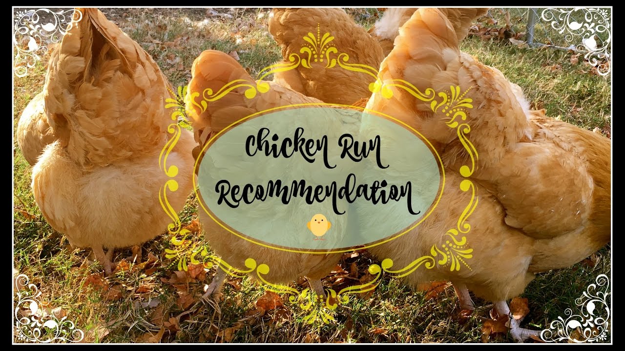 Chicken Run Recommendation~ - YouTube - How High Should A Chicken Run Be