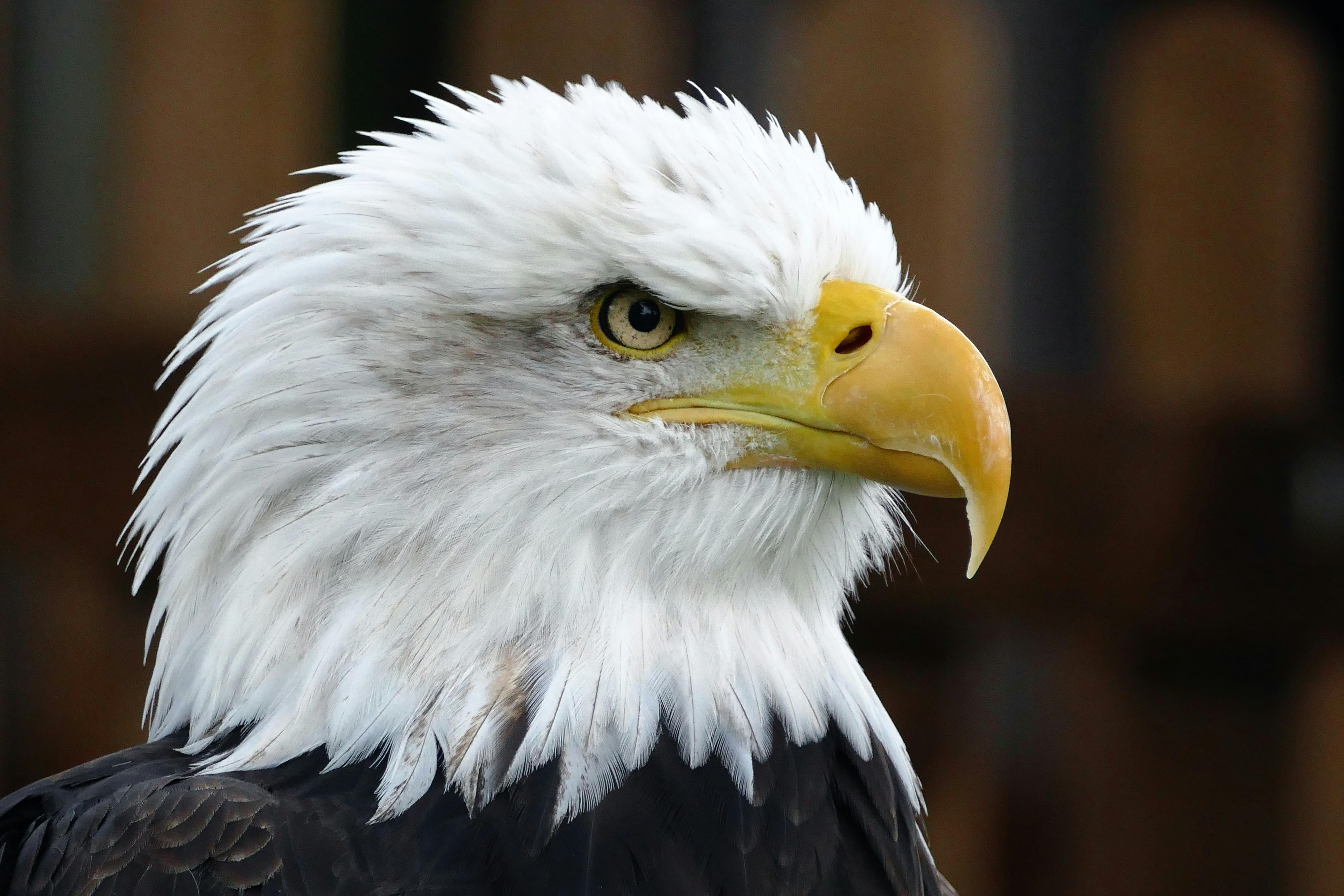 Closeup Photo of Bald Eagle ยท Free Stock Photo - Eagle Casino Promo Code 2024 No Deposit Bonus