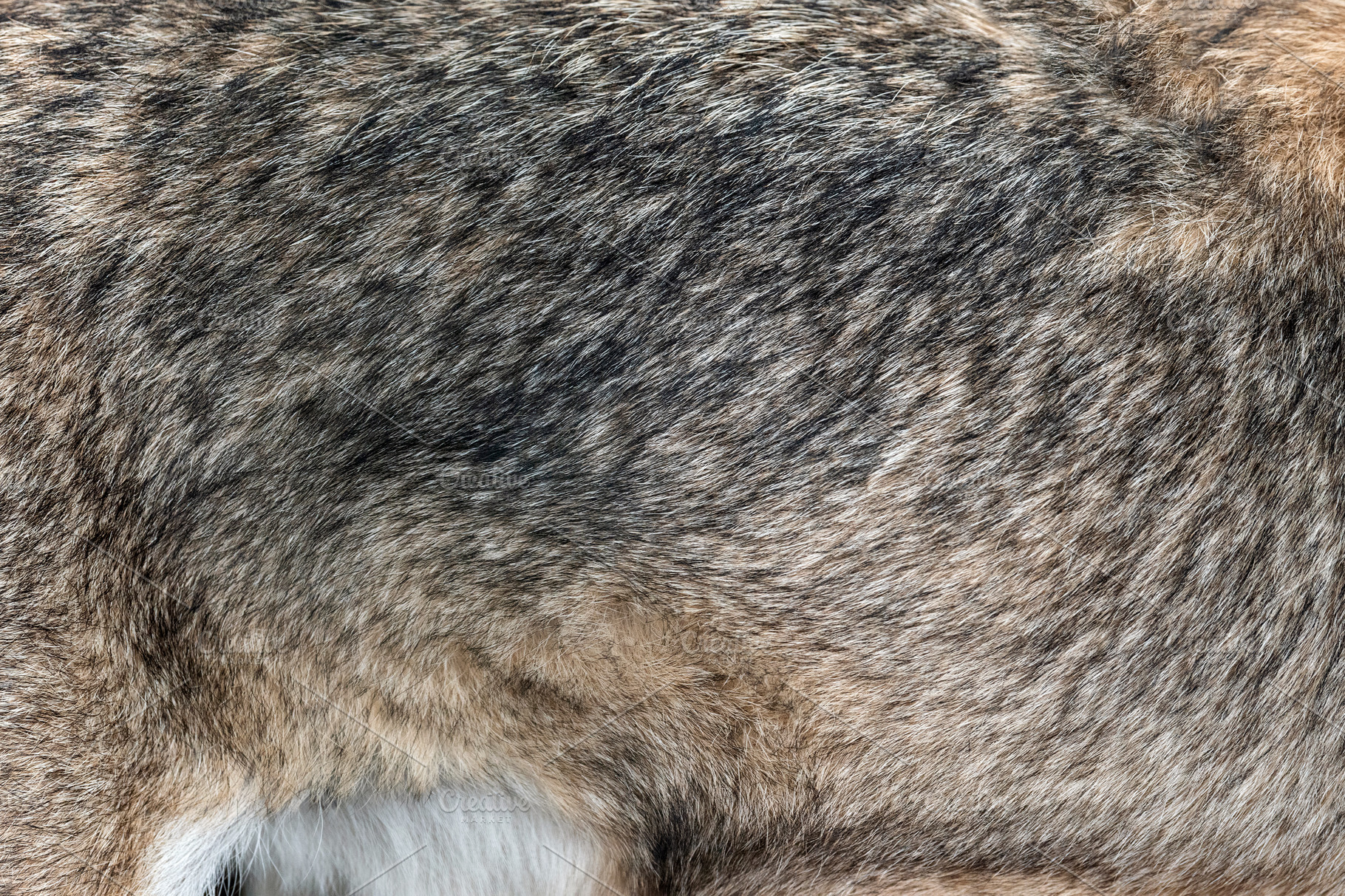Closeup real wolf fur texture | High-Quality Animal Stock Photos - Fur Sweep Collar Reviews Consumer Reports