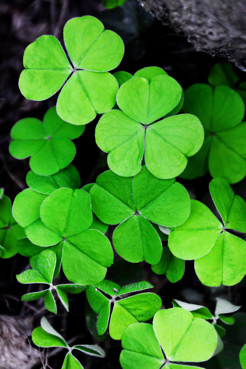 Clover Magic Slots Real Money Download For Android