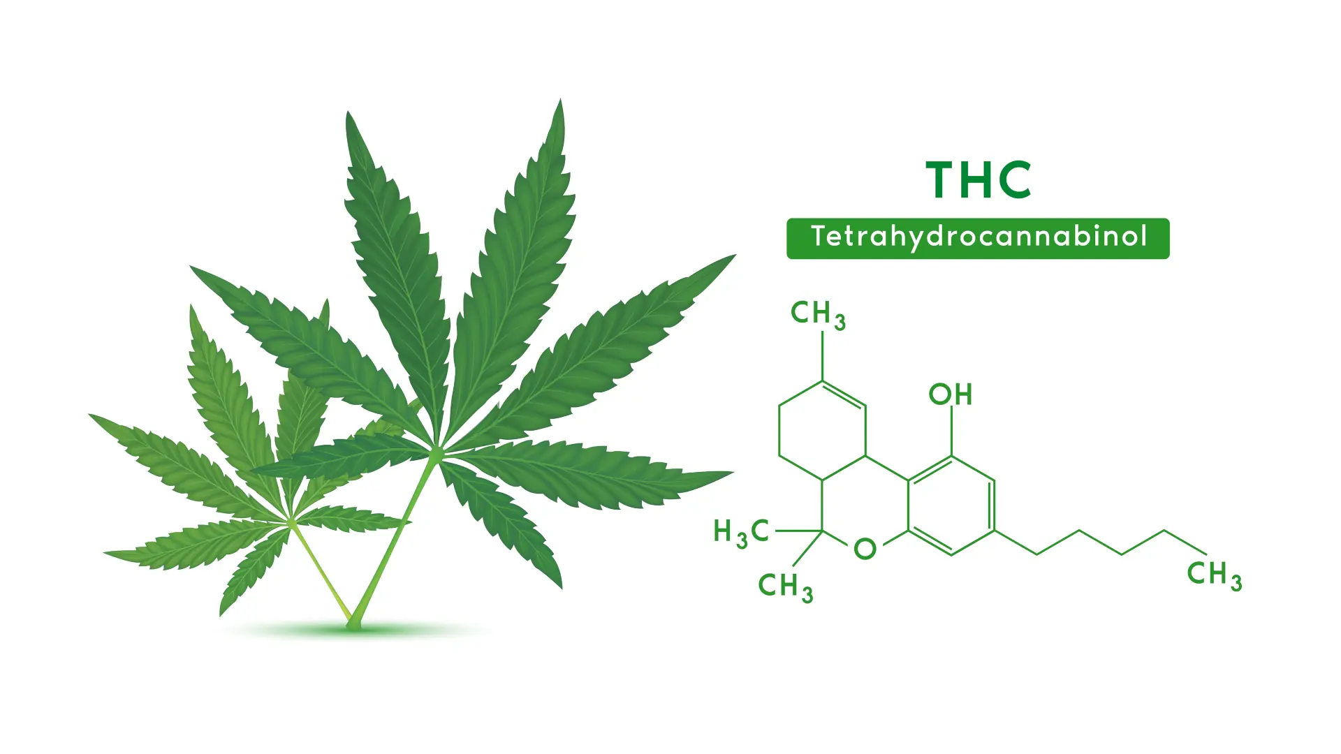 Thc Gummies For Energy And Focus
