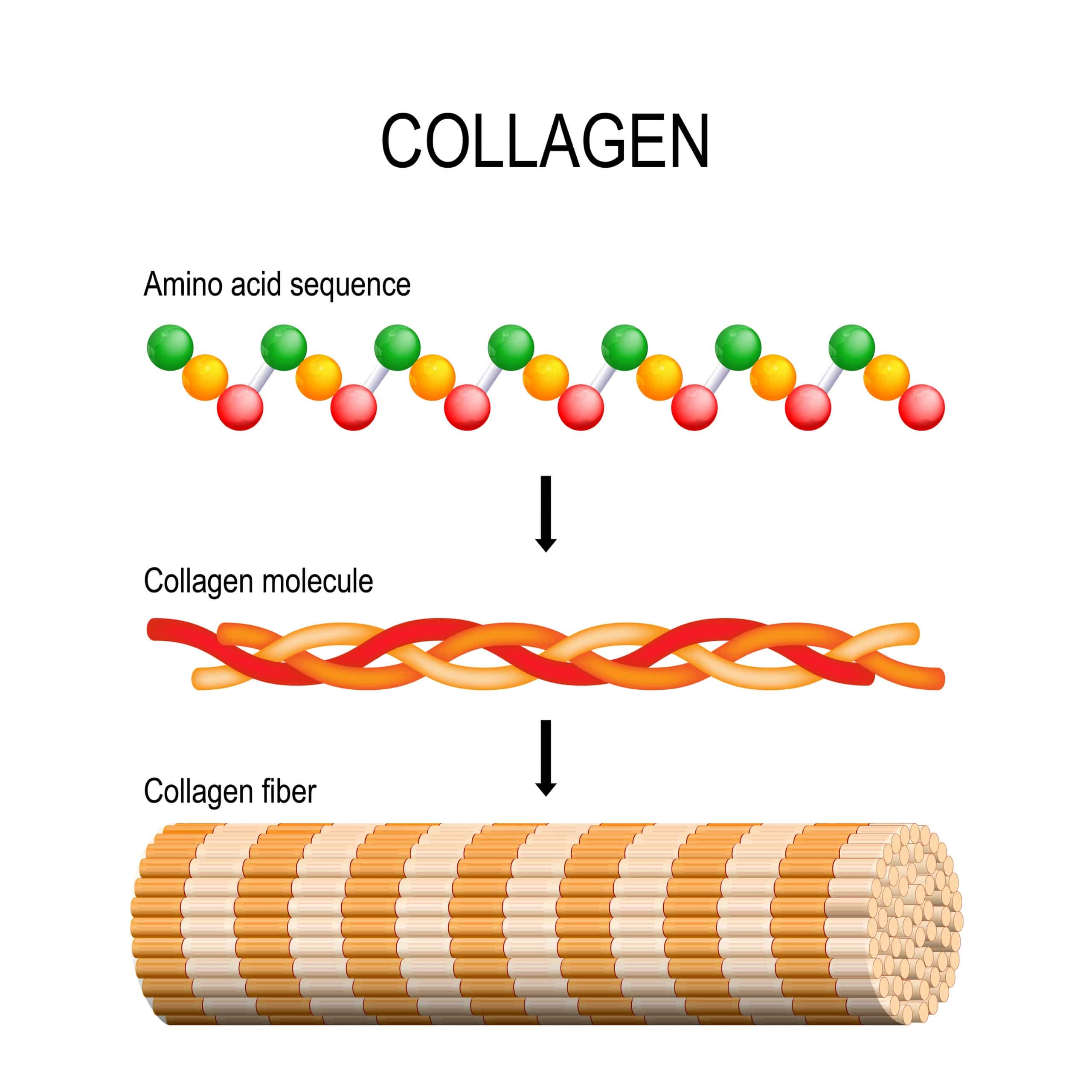 Collagen Peptides With Verisol And Fortibone