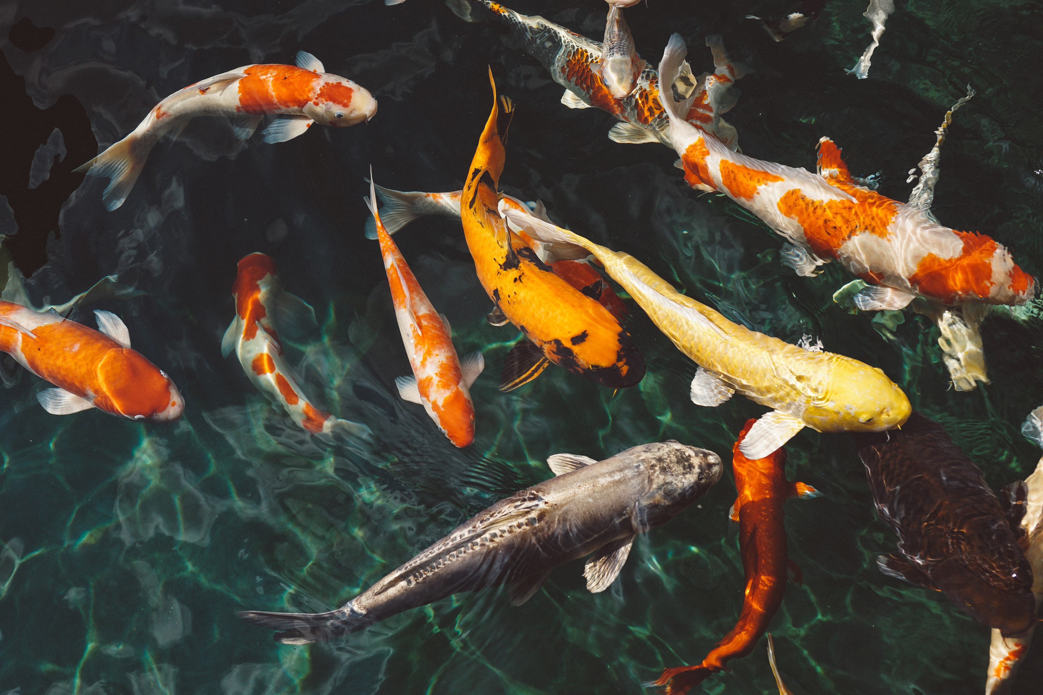 Colored Koi fish in Pond image - Free stock photo - Public Domain photo - Does Koi Balance Bar Get You High
