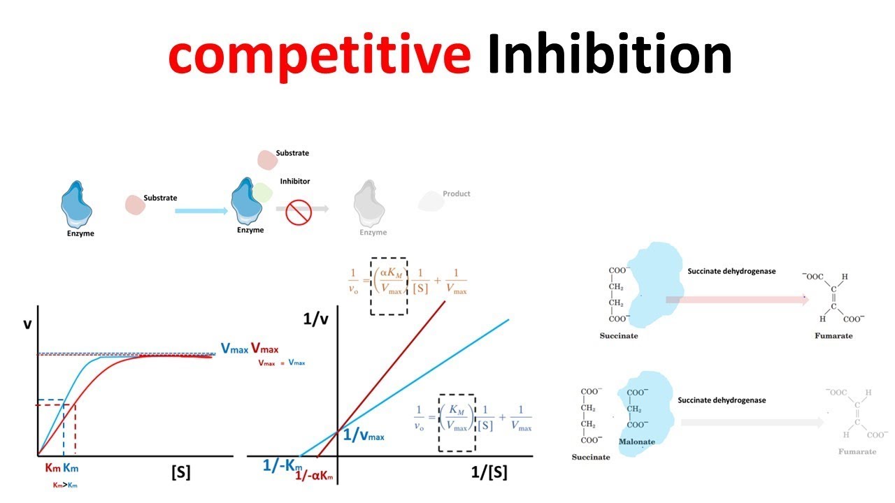 What Is True About Competitive Inhibitors