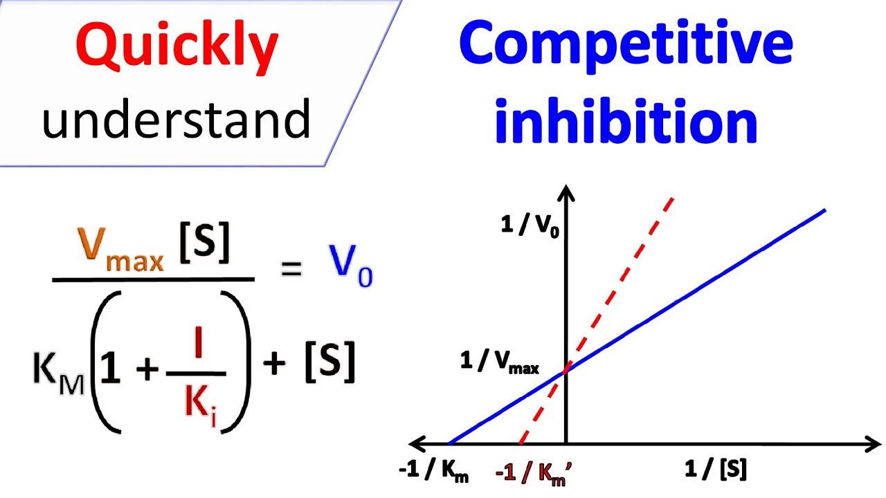 Competitive inhibition - YouTube - What Is True About Competitive Inhibitors