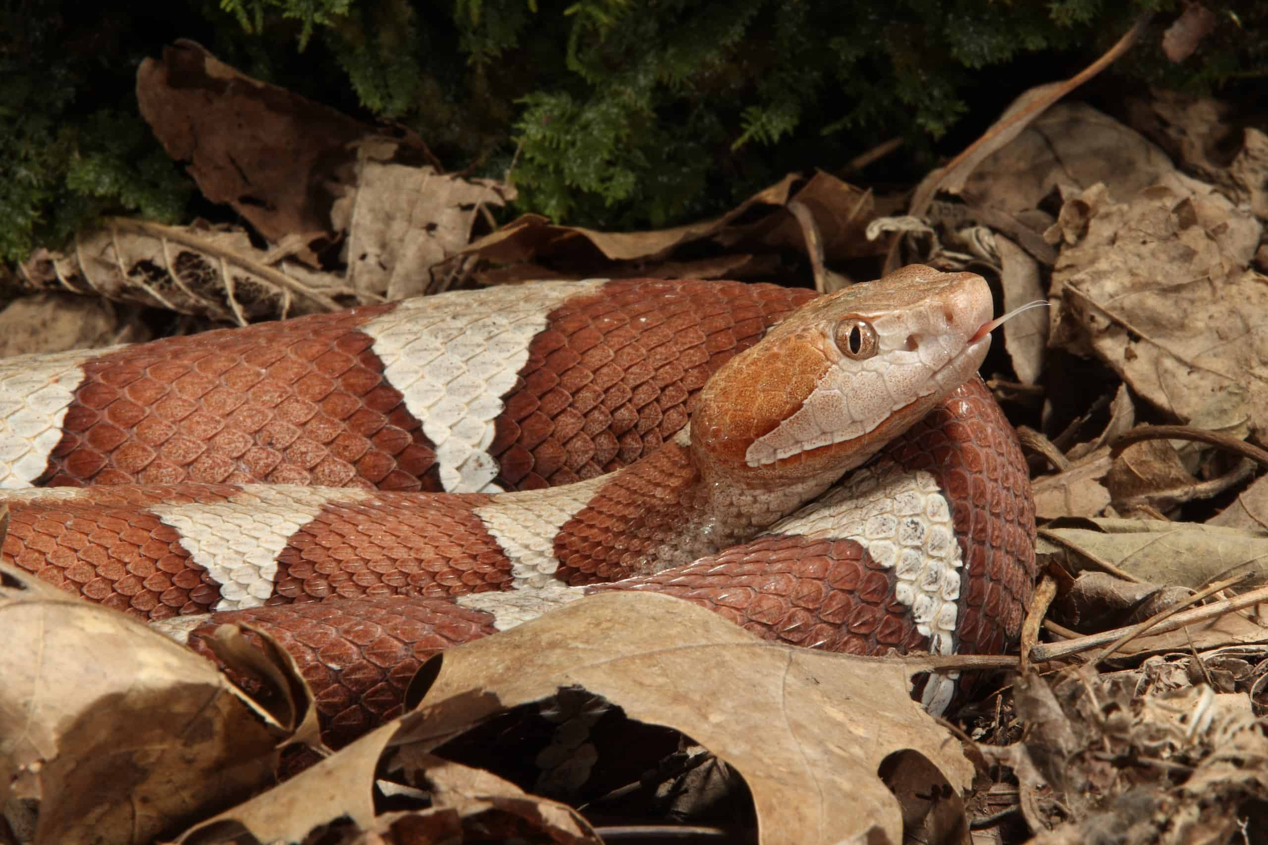 Copperhead Hose As Seen On Tv