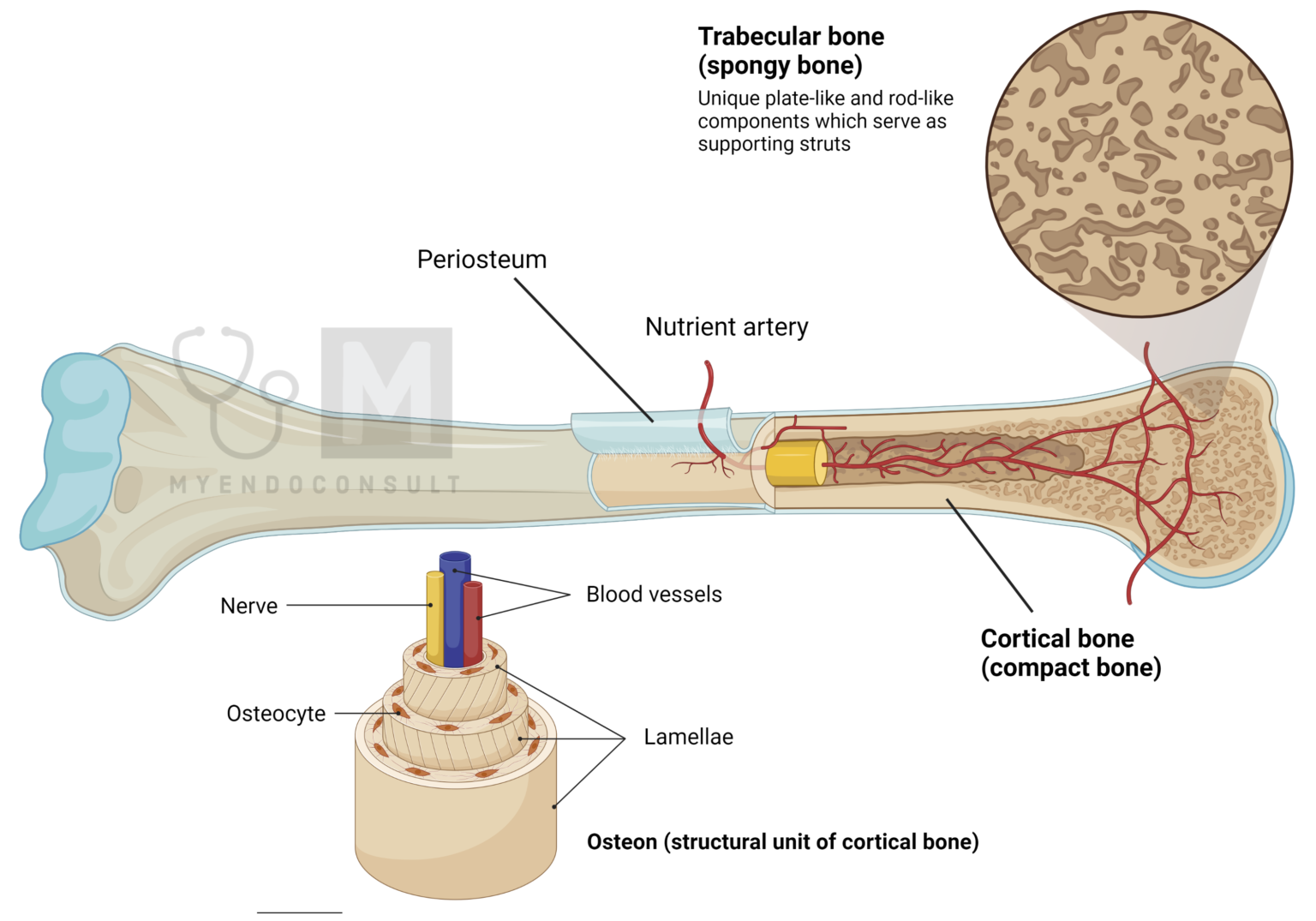 Bone Marrow Transplant Leukemia Success Rate
