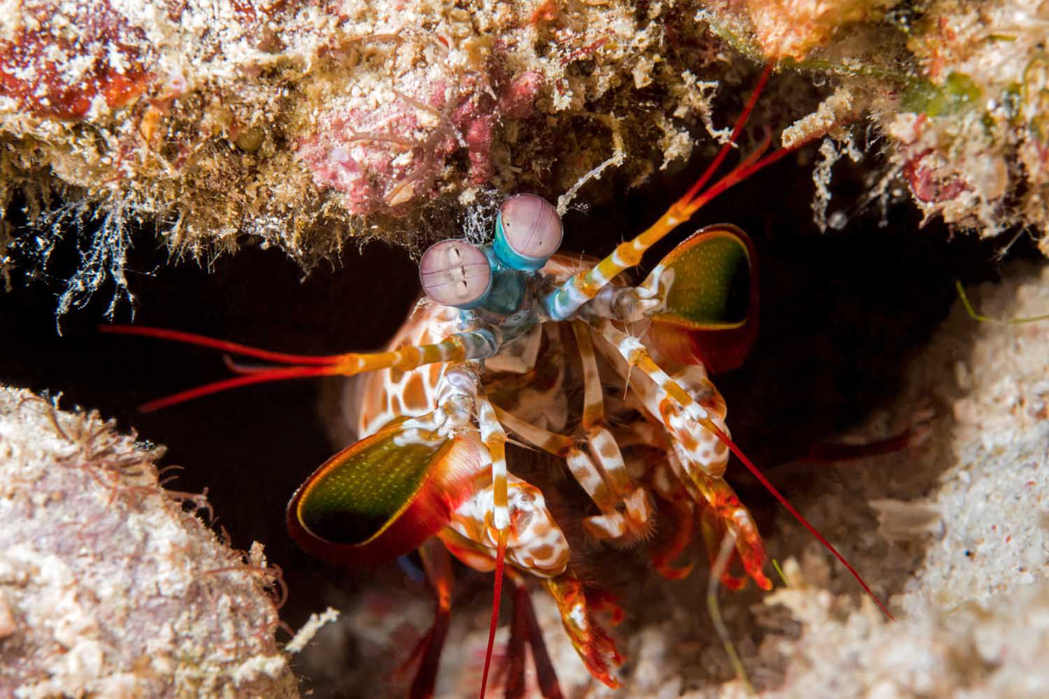 Crustacean Pictures: Shrimp, Crabs and More - Crustacean Beverly Hills Beverly Hills Ca