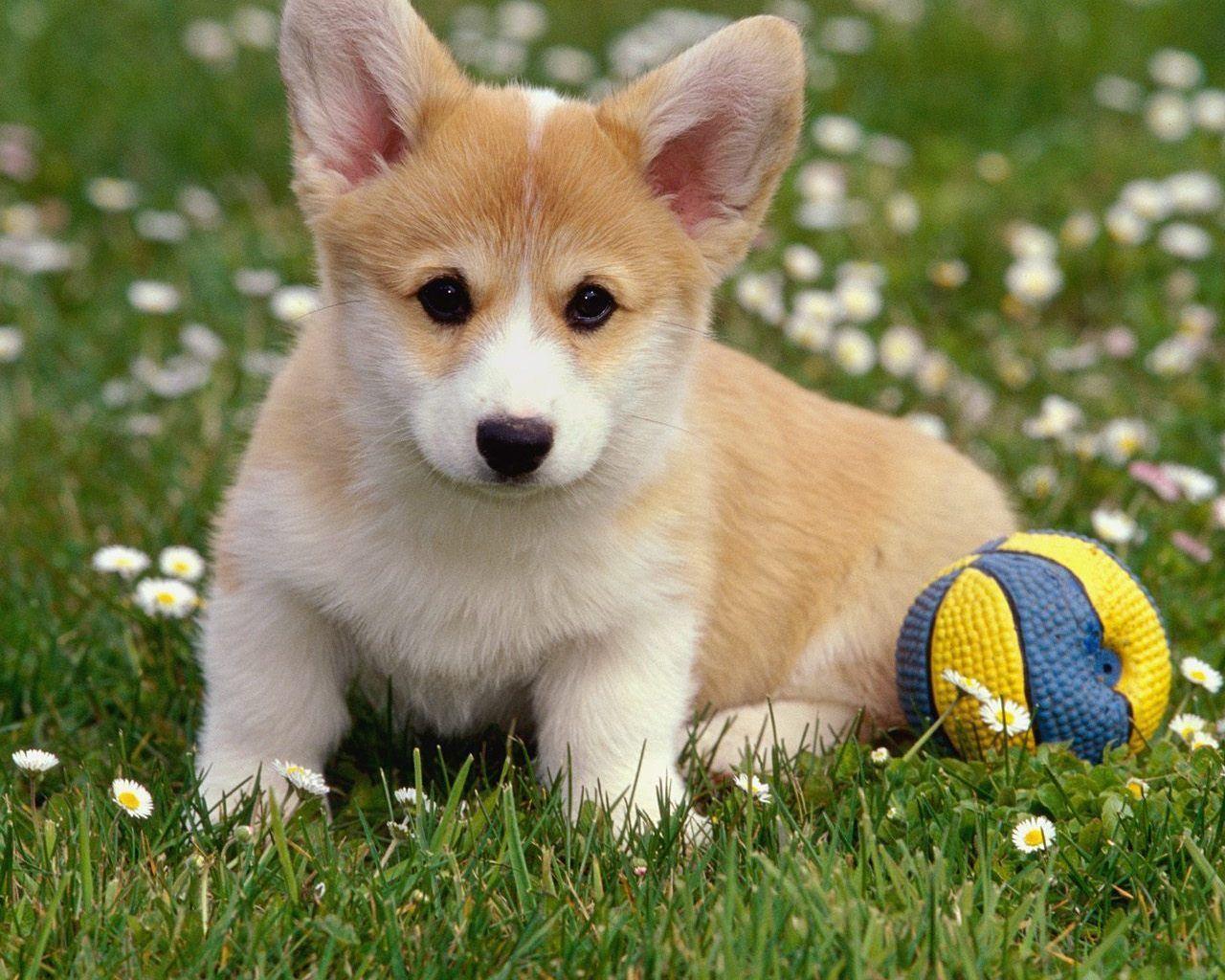 Pet Action Pro For Dogs Reviews