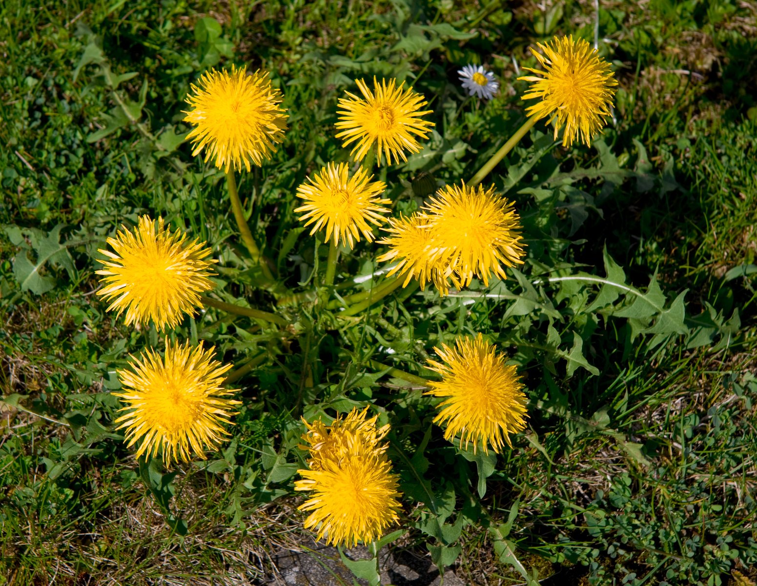 dandelions Free Photo Download | FreeImages - Dandelion Root And Milk Thistle For Liver
