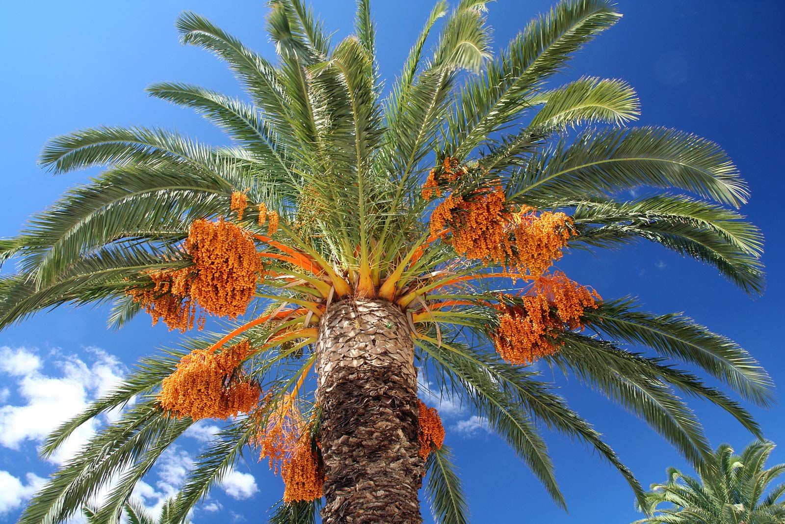 Date palm | Description, Uses, & Cultivation | Britannica - Palm Canyon Resort By Diamond Resorts Palm Springs Ca
