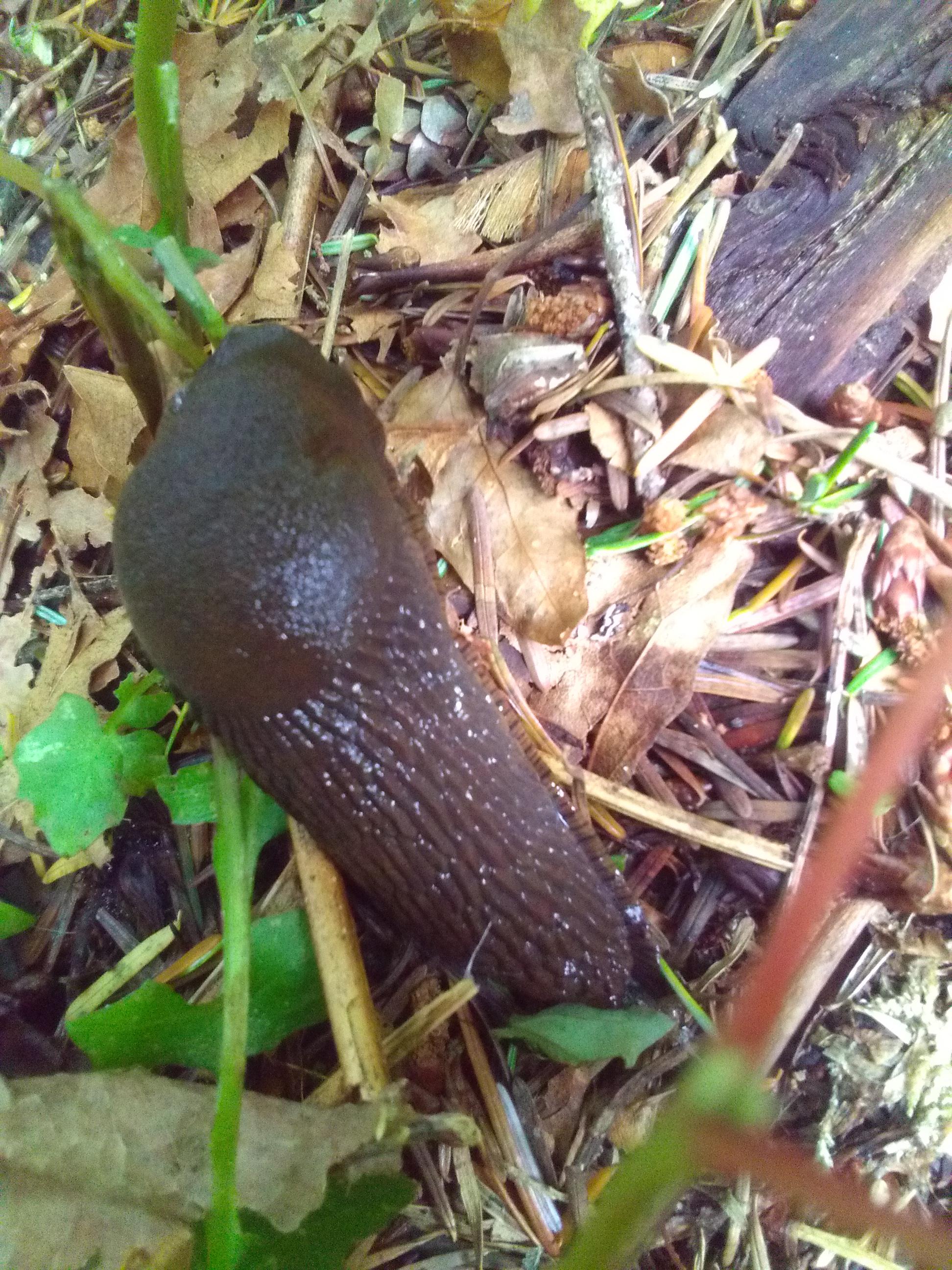 Group Ingredients That Grow In The Ground