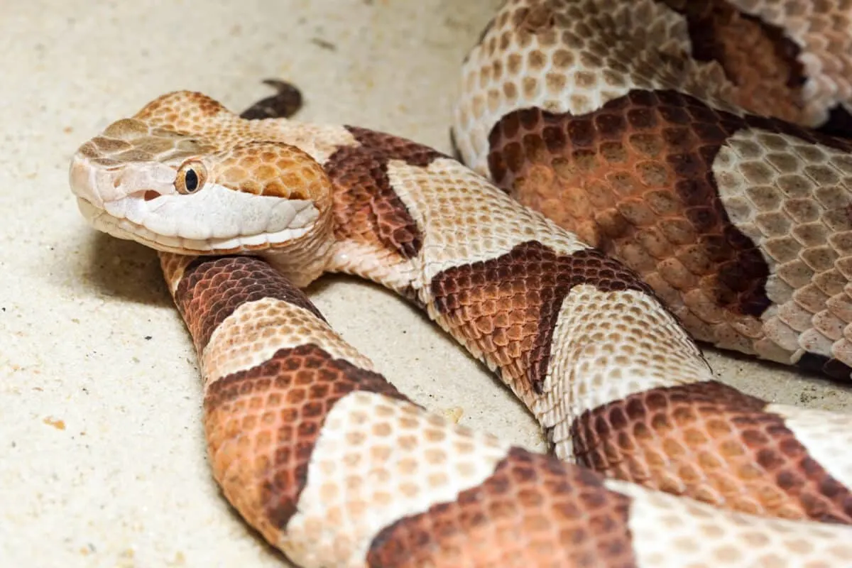 De noordelijke Copperhead-beet - Copperhead Hose As Seen On Tv