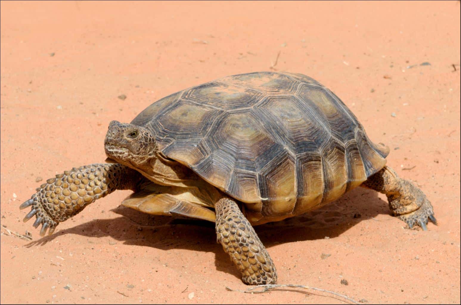 Tortoise Power And Energy Infrastructure Fund Inc