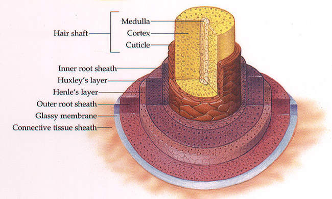 Diagram of Hair Follicle - Label The Structures Of The Hair Follicle