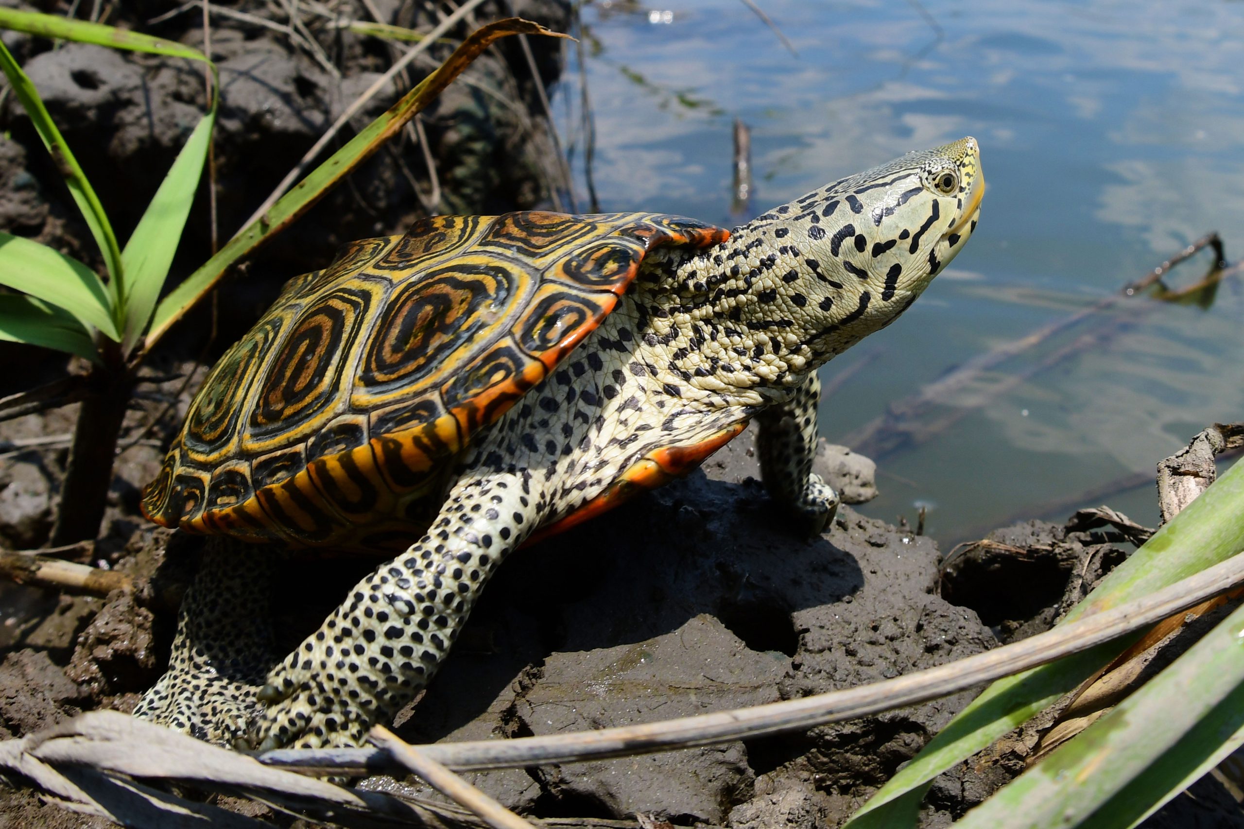 Diamond-backed Terrapin | South Carolina Partners in Amphibian and - Terrapin Beer Company Shipping & Receiving