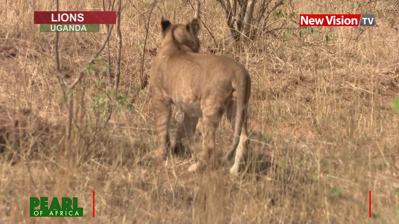 Did you know lions spend 16 to 20 hours sleeping? - YouTube - How Many Hours Does Lion Sleep