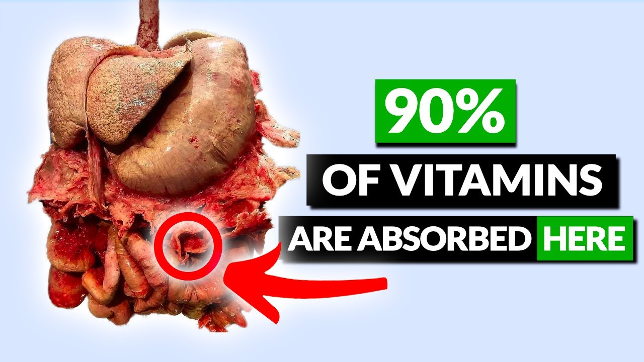 Digestive Disorders Can Seriously Impact Nutrient Transfer And