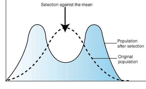 Disruptive Selection Is A Mechanism Of Natural Selection That