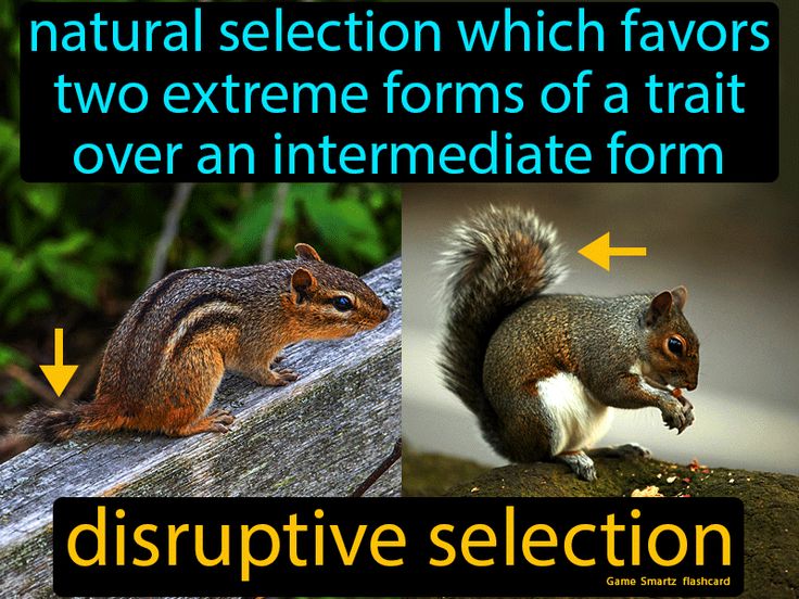 Disruptive Selection - Easy Science | Environmental science, The - Disruptive Selection Is A Mechanism Of Natural Selection That