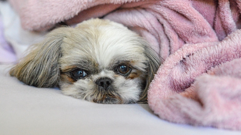 DisturbMeNot! – Sleep Better. - How Much Melatonin To Give A Dog