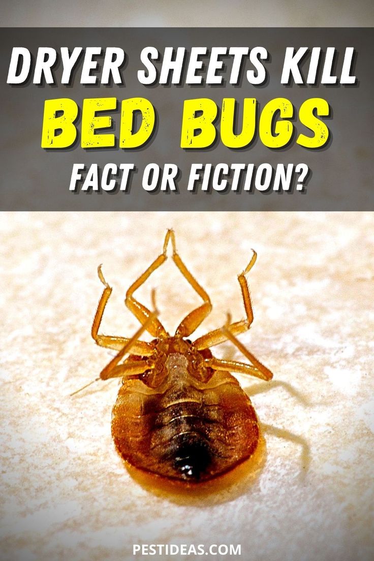 Does Dryer Sheets Kill Bed Bugs